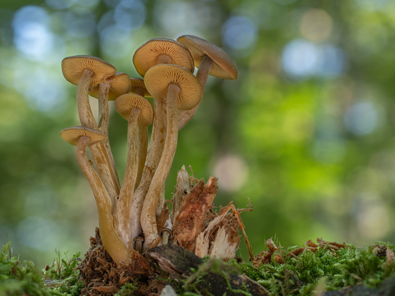 Callistosporium pinicola